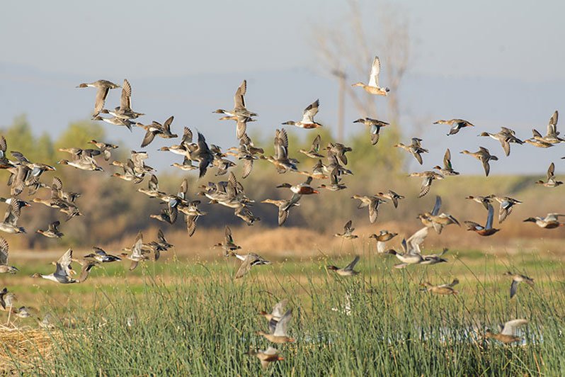 Ducks in wetlands